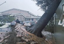 Western Cape schools shut as storm danger grows — here’s when classes may return Uprooted tree collapsed against a building at Somerset West Primary School after severe storms, flooding and strong winds hit the Western Cape in May 2026.