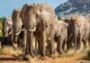 South Africa marks World Elephant Day 2026 with new conservation strategy Three African elephants stand in a waterhole, with their trunks lowered into the water as they drink.
