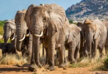 South Africa marks World Elephant Day 2026 with new conservation strategy Three African elephants stand in a waterhole, with their trunks lowered into the water as they drink.
