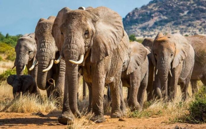 Three African elephants stand in a waterhole, with their trunks lowered into the water as they drink.